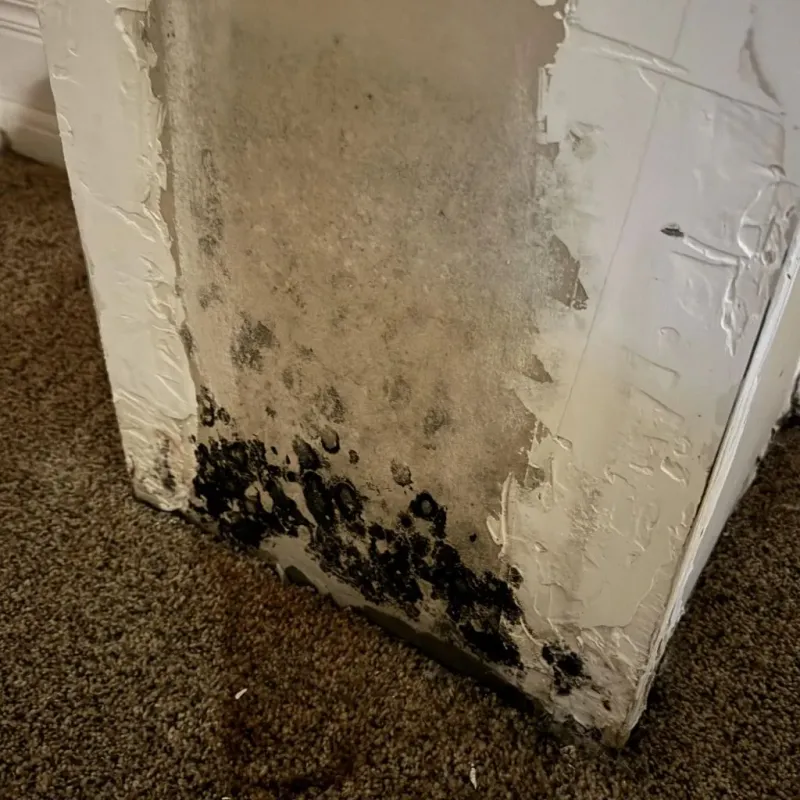 Professional Mold Removal in Montezuma, GA